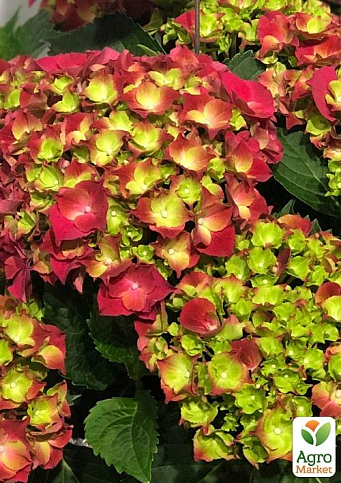 LMTD Гортензия крупнолистная цветущая 4-х летняя "Fire Red" (40-60см) - фото 2