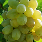 Виноград "Новий Подарунок Запоріжжя" (ранньо-середній термін дозрівання, ягоди можуть зберігатися до 90 днів) цена
