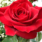 Роза чайно-гибридная "Лавли Ред" (саженец класса АА+) высший сорт