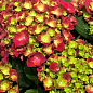 LMTD Гортензия крупнолистная цветущая 4-х летняя "Fire Red" (40-60см) купить