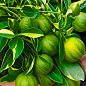 LMTD Лайм пестролистный "Tahiti Variegata" (саженец 2 года)