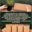 Мискантус китайский "Graziella" вазон С2