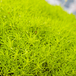 Моховатка (мшанка, ірландський мох) "Lime Moss"