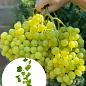 Виноград кишмиш «Рататуй» (вегетуючий саджанець)