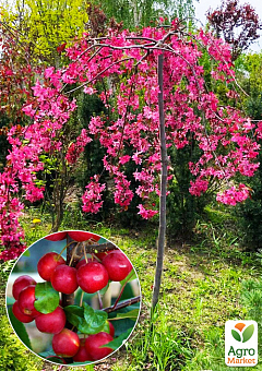 Яблоня райская "Недзвецкого" плакучая на штамбе (возраст от 2-х лет, высота 150-190см)1