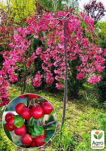 Яблуня райська "Недзвецького" плакуча на штамбі (вік від 2-х років, висота 150-190см)
