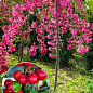 Яблуня райська "Недзвецького" плакуча на штамбі (вік від 2-х років, висота 150-190см)