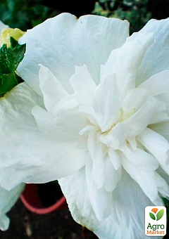 Гібіскус деревовидний махровий "White Chiffon"26