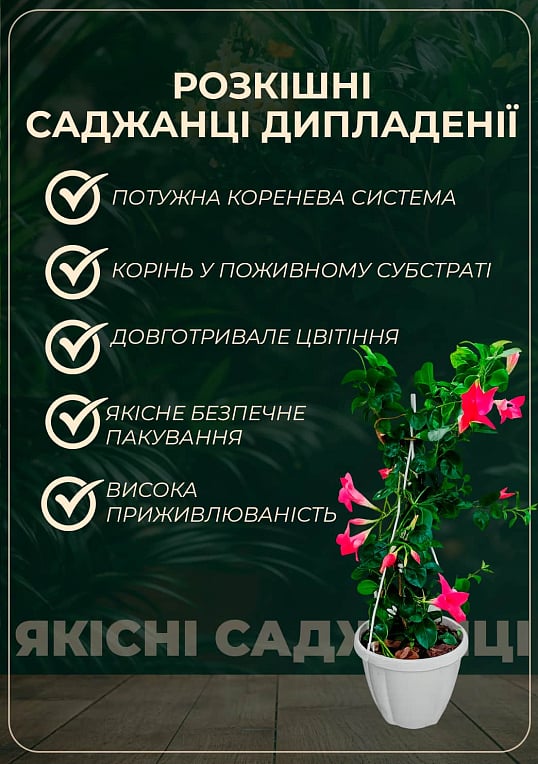 Дипладения (Mandevilla) махровая "Double Blush Pink" (цветущая лиана) - фото 2