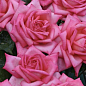 Роза в контейнере чайно-гибридная "Wedding Bells" (саженец класса АА+) цена
