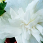 Гибискус древовидный махровый "White Chiffon"