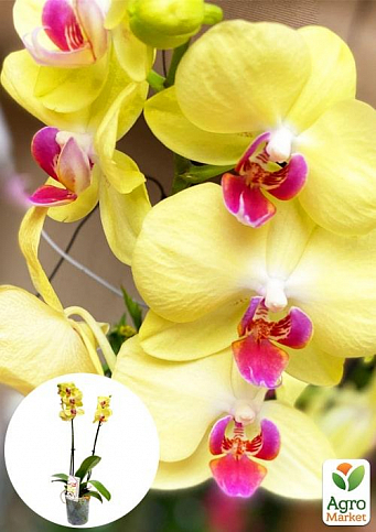 Орхидея (Phalaenopsis) "Lemon"