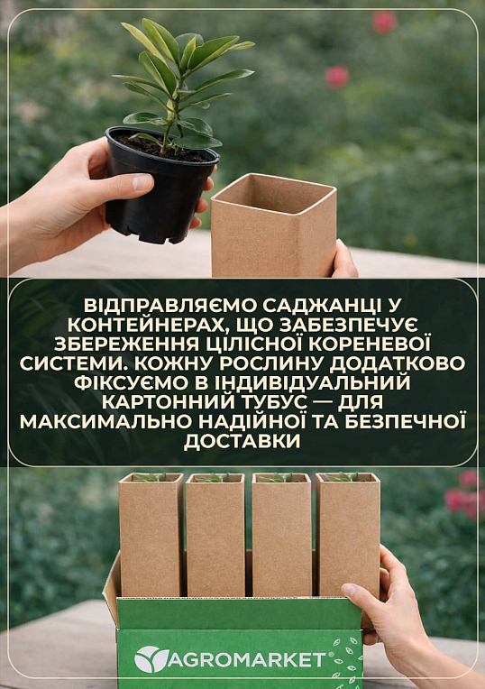 Азалия садовая "Klondyke" (Клондайк)" вазон Р9 - фото 3