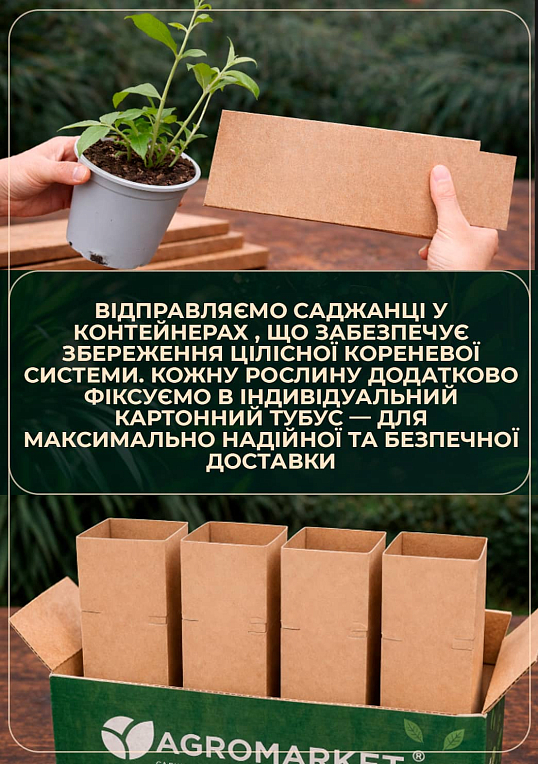 LMTD Буддлея Давида "Royal Red" висота 35-50см - фото 5