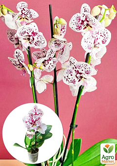 Орхідея (Phalaenopsis) "Cascad Leo" висота 35-45см2