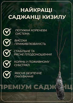 Кизил "Выдубицкий" (средний срок созревания, крупноплодный сорт)30