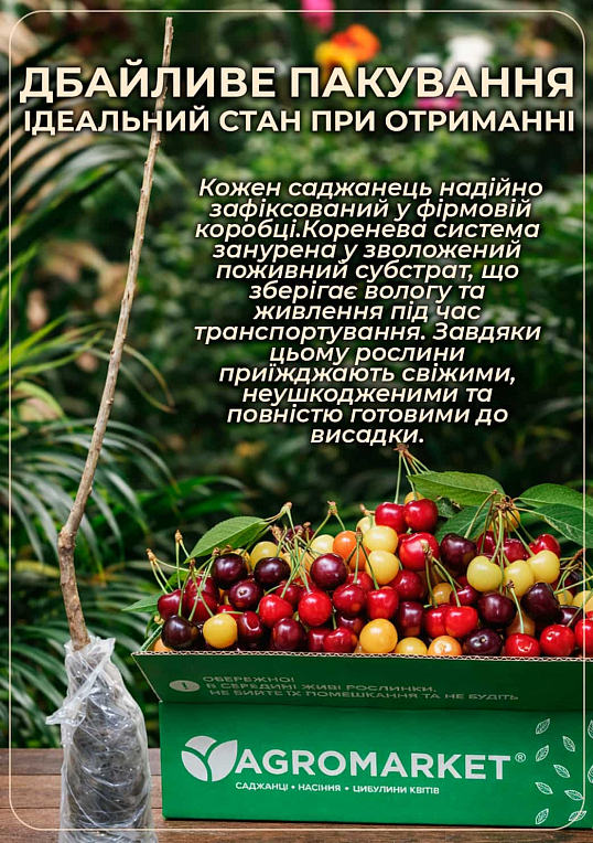 Черешня пірамідальна жовта - фото 3