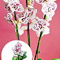 Орхідея (Phalaenopsis) "Cascad Leo" висота 35-45см