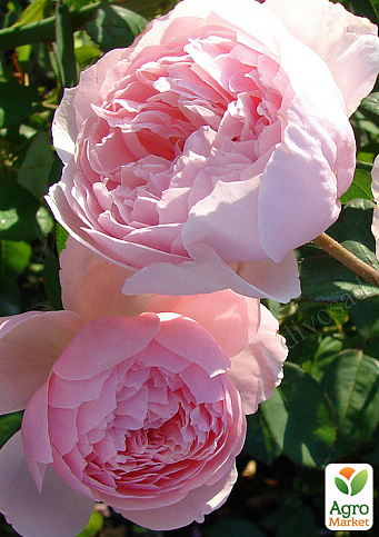 Роза английская "The Alnwick Rose" (саженец класса АА+) высший сорт - фото 3