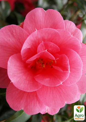 LMTD Камелия цветущая японская 2-х летняя "Donation" (высота 40-50см)