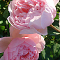 Роза английская "The Alnwick Rose" (саженец класса АА+) высший сорт цена