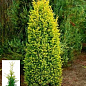 Ялівець звичайний 4-х річний "Gold Cone" С3, висота 30-40см