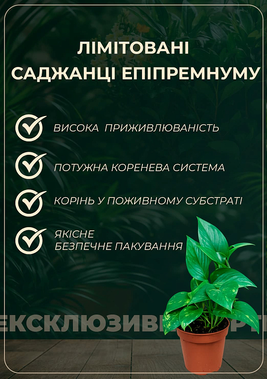 Эпипремнум "N-Joy" 20-30см