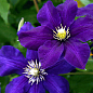 Клематис оксамитовий "Rasputin" (Распутін)