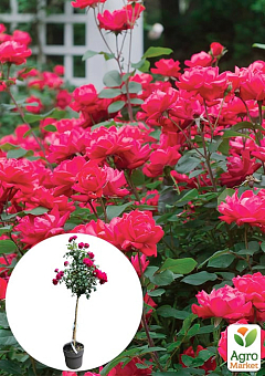 LMTD Роза на штамбе 5-и летняя "Royal Pink" (укорененный саженец в горшке, высота130-150см)2