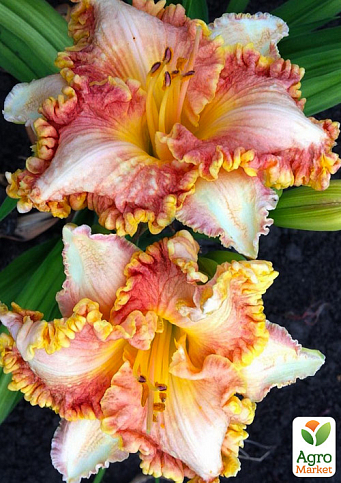 Лилейник "Tiffany Necklace" 