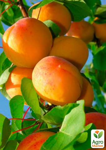 Абрикос "Вондер Кот" (летний сорт, ранний срок созревания)