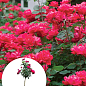 LMTD Роза на штамбе 5-и летняя "Royal Pink" (укорененный саженец в горшке, высота130-150см)