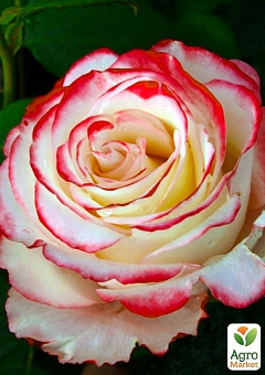 Эксклюзив! Роза чайно-гибридная белая с красной каймой "Шакира" (Shakira) (саженец класса АА+, премиальный сорт, очень ароматный)1