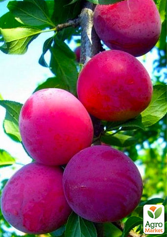 Эксклюзив! Алыча темно-бордовая "Генерал" (General) (премиальный зимостойкий сорт, среднепозднего  срока созревания)