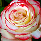 Ексклюзив! Троянда чайно-гібридна біла з червоною облямівкою "Шакіра" (Shakira) (саджанець класу АА +, преміальний сорт, дуже ароматний)