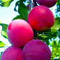 Эксклюзив! Алыча темно-бордовая "Генерал" (General) (премиальный зимостойкий сорт, среднепозднего  срока созревания)