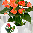 Антуріум (Anthurium) "Prince of Orange"