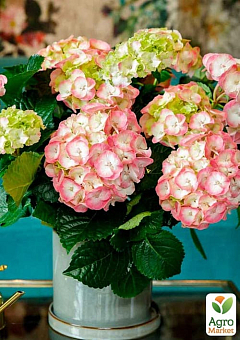Гортензия цветущая крупнолистная "Рембранд Дольче чик" (Hydrangea macrophylla Rembrandt Dolce Chic) вазон С1,57