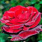 Троянда чайно-гібридна "Баркароль" (саджанець класу АА+) вищий сорт