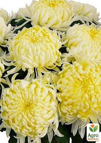 Хризантема  "Angelys Jaune" (низкорослая крупноцветковая)