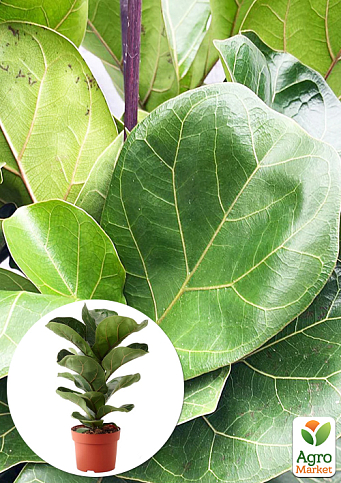 LMTD Фикус Lyrata "Bambino" высота 35-45см