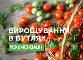 Вирощування помідорів у пластикових пляшках - корисні статті про садівництво від Agro-Market