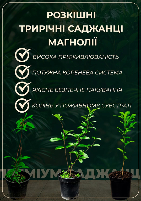Магнолия Лебнера 3-х летняя  "Merrill" (высота 40-60см)