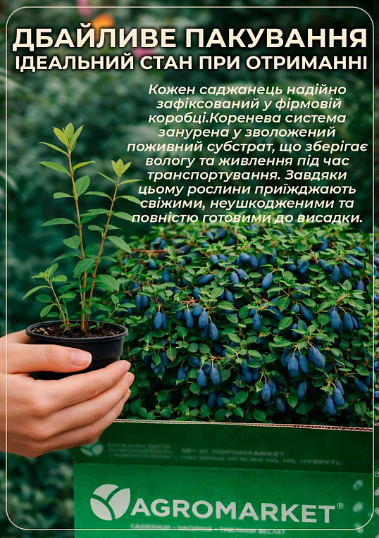Жимолость "Гордость Бакчара" (средний срок созревания, крупноплодный сорт) - фото 4