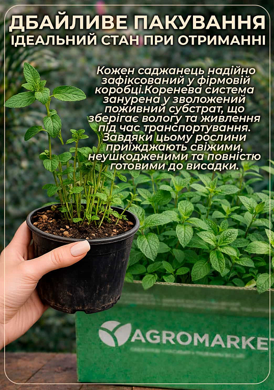 М'ята Коріандрова "Mentha gracilis" - фото 4