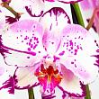 Орхідея (Phalaenopsis) "Magic Art"