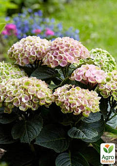 LMTD Гортензия на штамбе цветущая 4-х летняя "Magical Revolution Pink" (50-60см)3