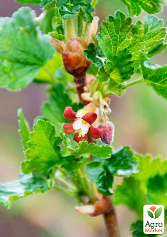 Аґрус "Хінномакі Род" (Ribes uva-crispa "Hinnonmäki Röd") Нідерланди, вазон П9 - фото 4