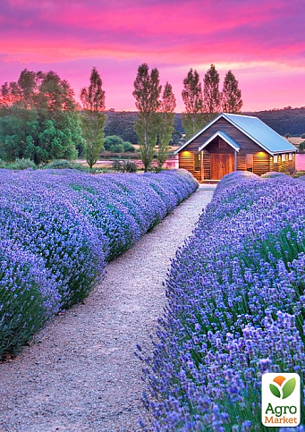 Лаванда Гібридна Sentivia "Blue Scent" - фото 5