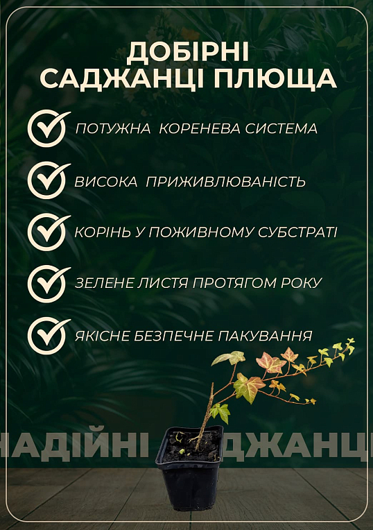 Плющ узколистный "Sagittaefolia" контейнер Р9 - фото 2